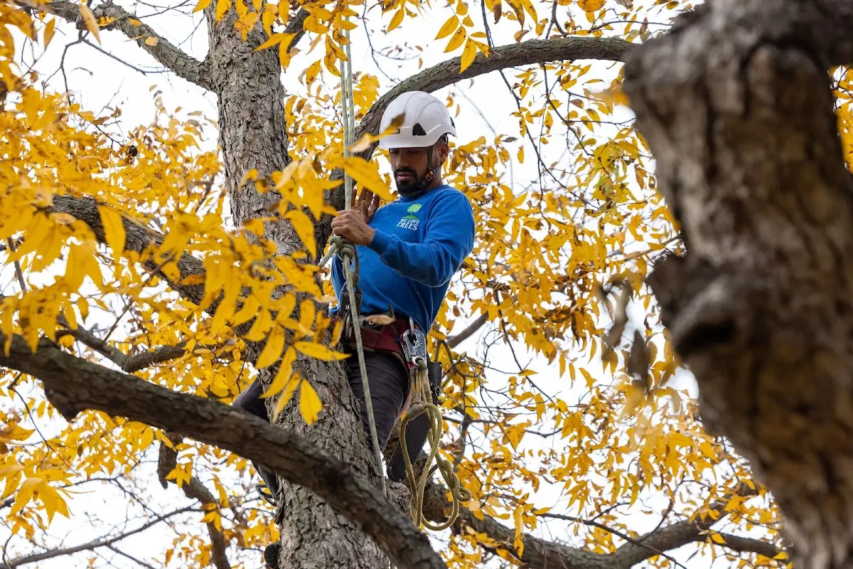 Skilled Storm Damage Cleanup crew working in Hillsdale