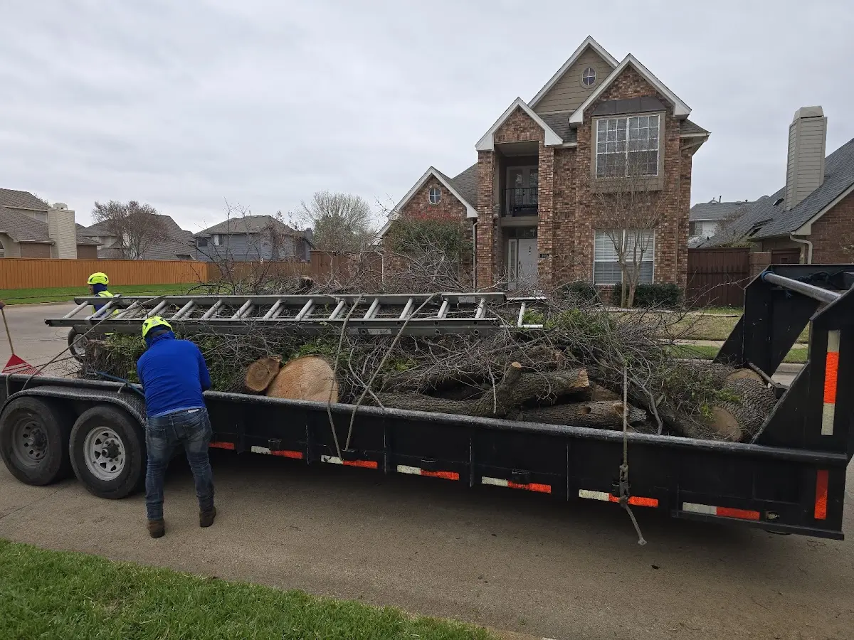 Expert Tree Removal with proper safety equipment in Hillsdale